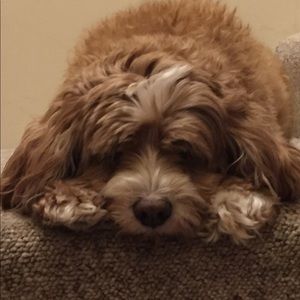 Meet your Posher, Linda